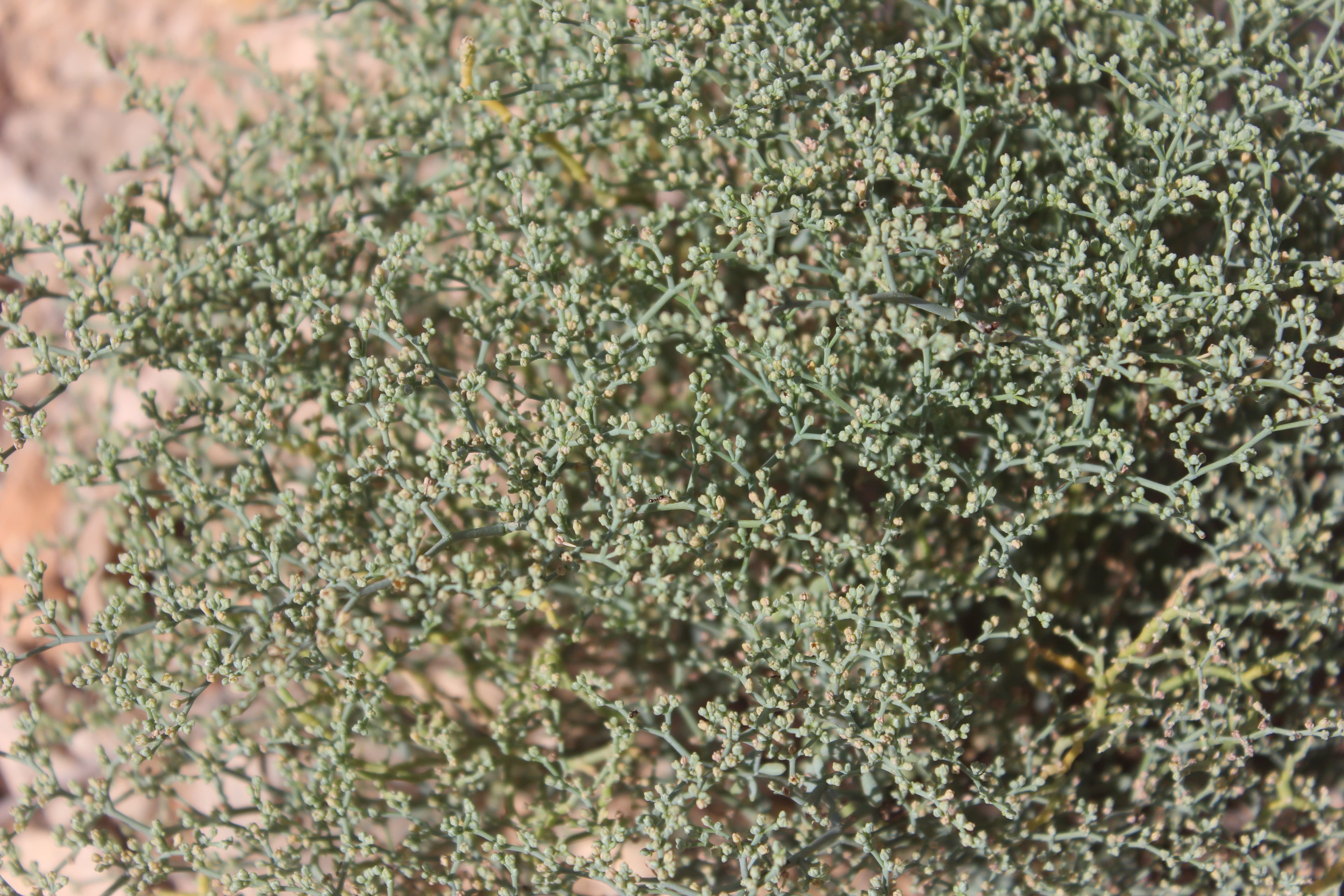Plant Image